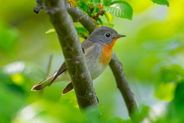 Red-breasted Flycatcher shutterstock_1734831512.jpg