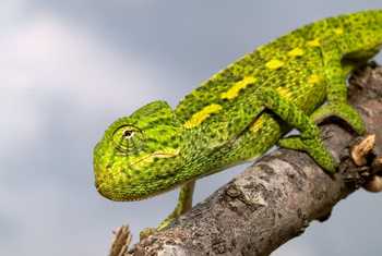 African Chameleon (Chamaeleo africanus