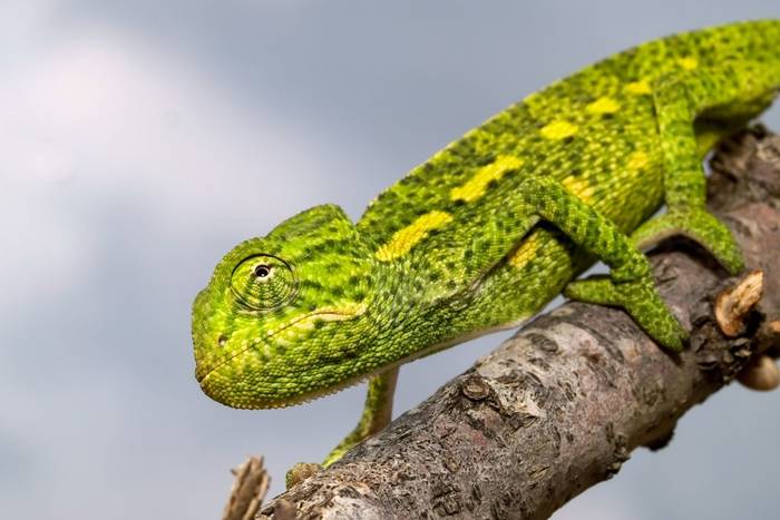 African Chameleon (Chamaeleo africanus