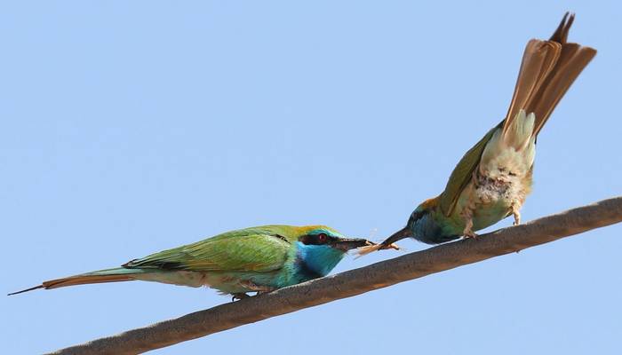 Arabian Green Bee-eaters © Alleyn Plowright, Feb 2026 tour