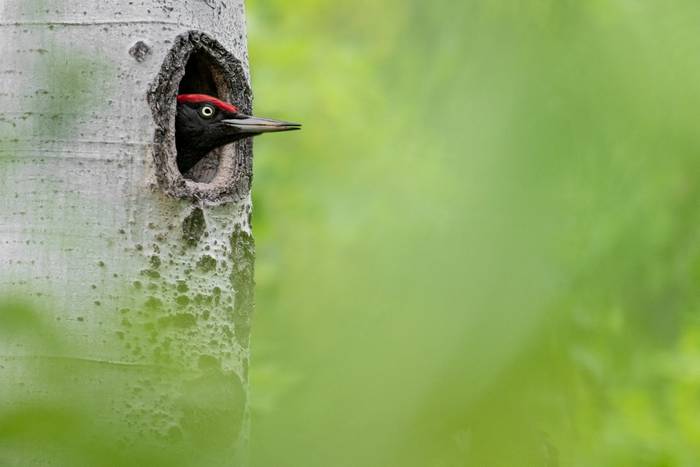 Black Woodpecker, Georgia