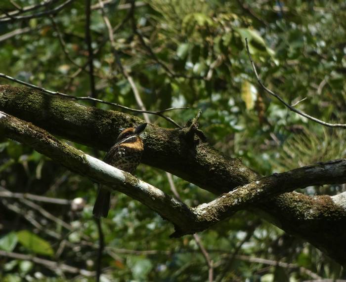 Spotted Puffbird.JPG