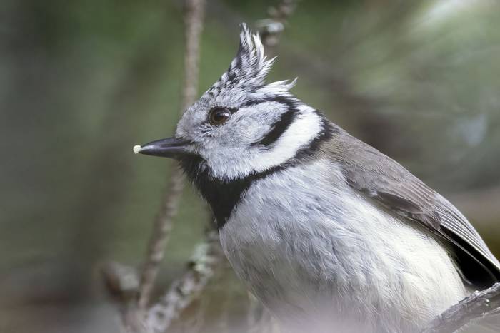 Crested Tit © Alun Gee