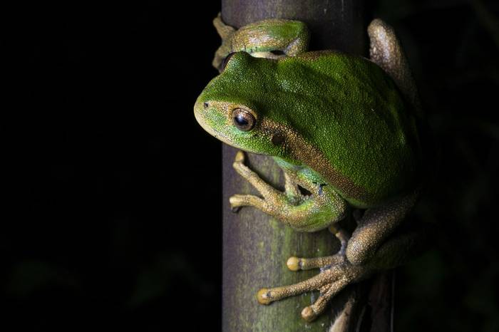 Papallacta Marsupial Frog (Gastrotheca orophylax) © Jaime Culebras