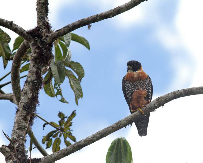 Orange-breasted Falcon shutterstock_1453509980.jpg