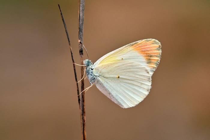 Desert Orange Tip