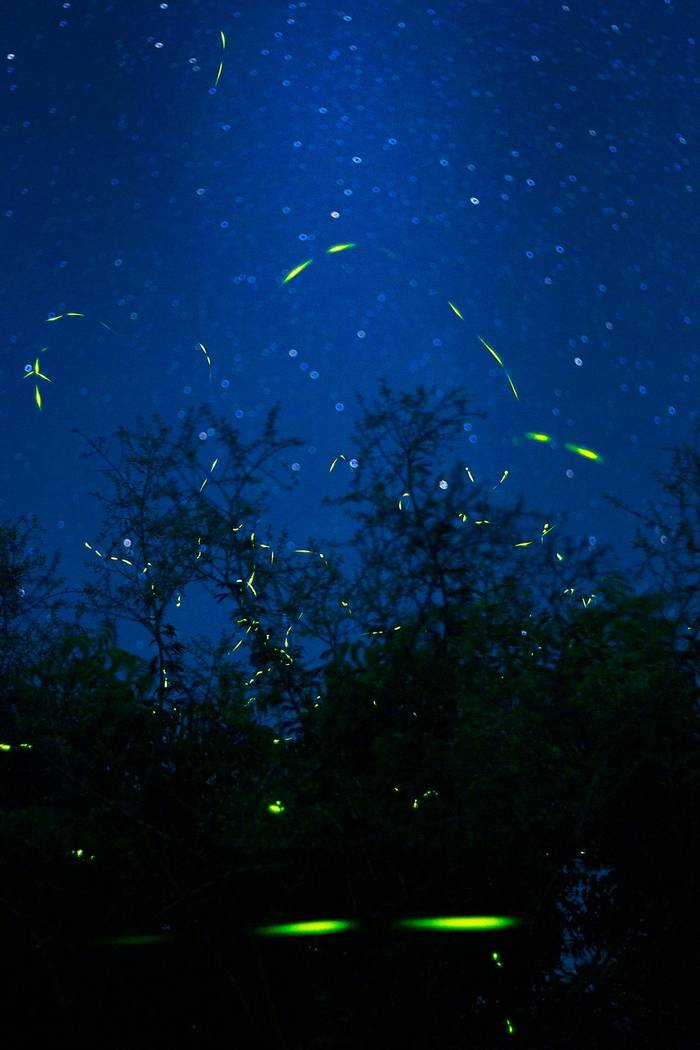 Fireflies © Swanand Deshpande
