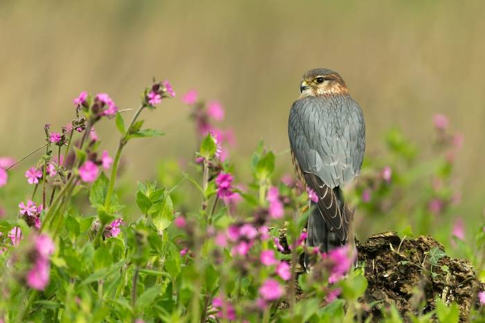 Merlin Falco columbarius (captive), adult male, perched amongst Red campion Silene dioica, Hawk Conservancy Trust, Andover, …