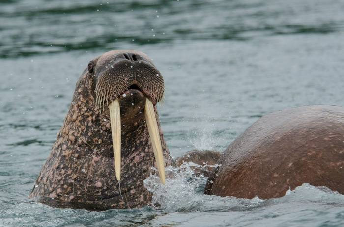 Pacific Walruses (2) (Tim Melling).jpg
