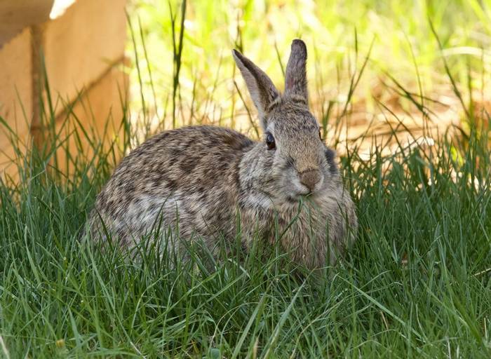 Eastern Cottontail.jpg