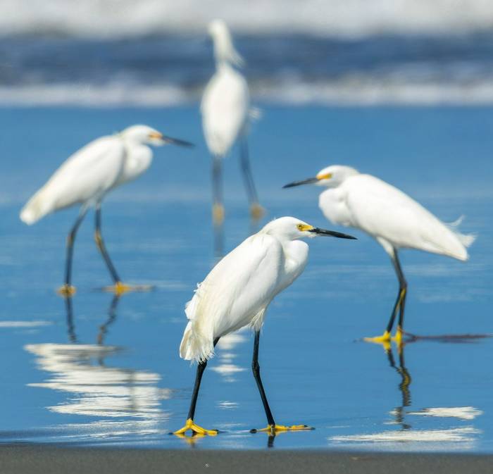 snowy-egret-egretta-thula_55181795823_o.jpg