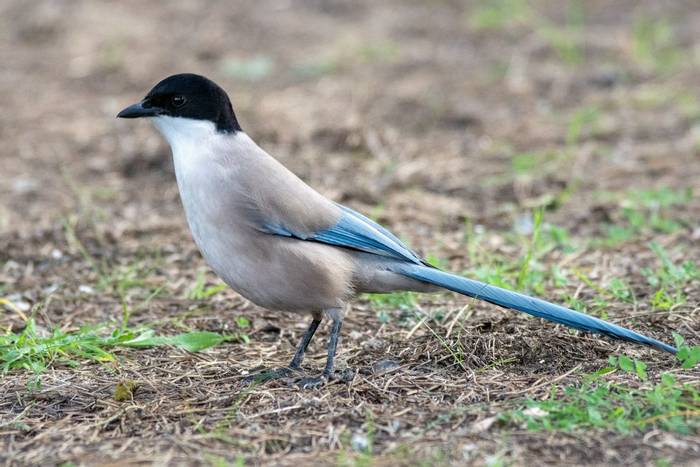 Iberian Magpie © Simon Tonkin