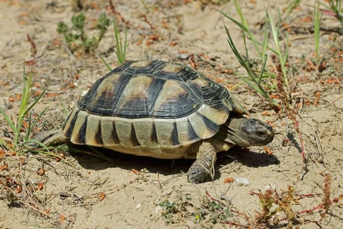 Marginated Tortoise (Testudo marginata) © Bobby Bok