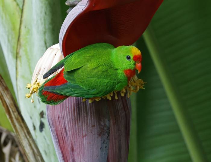 Philippine Hanging Parrot (Bohol)