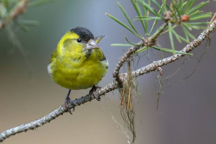siskin shutterstock_1505931806.jpg