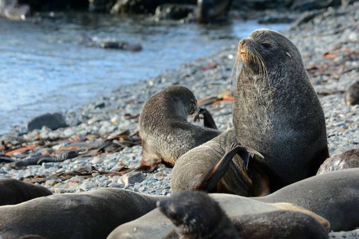 Antarctic Fur Seals.jpg
