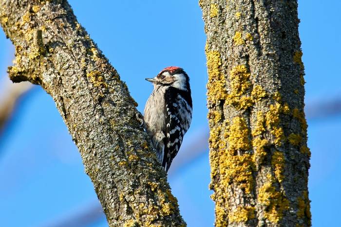 Lesser Spotted Woodpecker shutterstock_1332684338.jpg