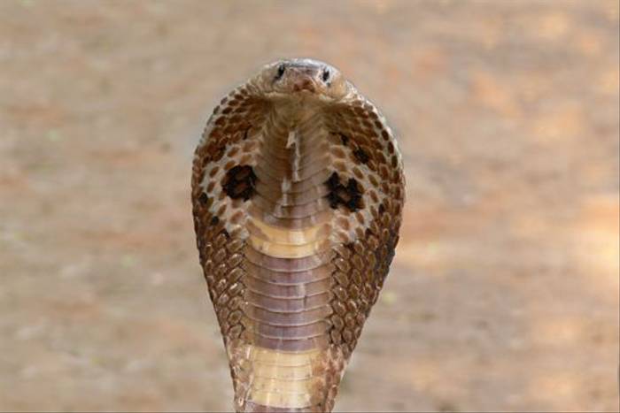 Indian Cobra (Tim Melling)