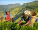 Women Tea Pickers in Sri Lanka