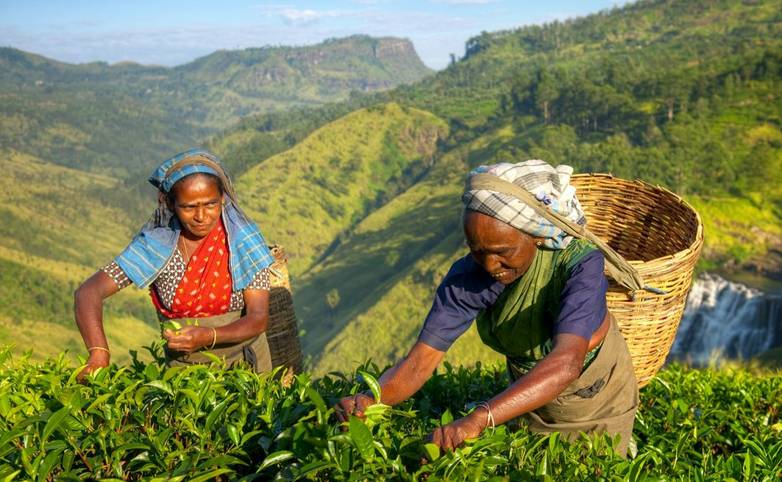 Women Tea Pickers in Sri Lanka