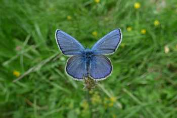 Alpine Blue male by Alan Miller