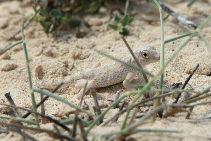 Carter’s Semaphore Gecko (Pristurus carteri) © Tim Young, November 2024 tour