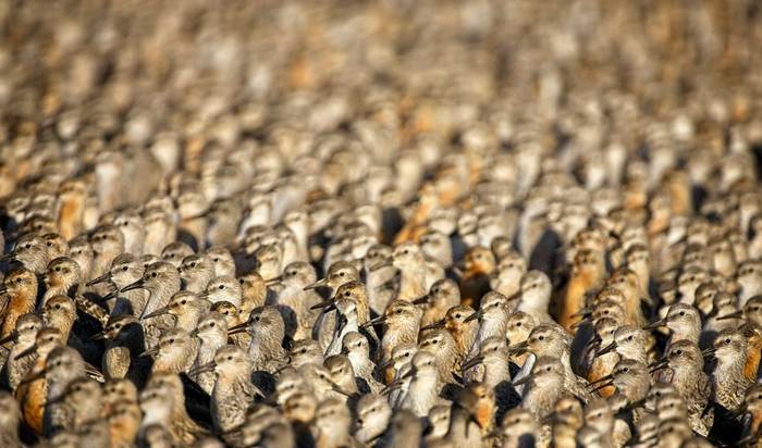Knot, Norfolk shutterstock_1285773247.jpg