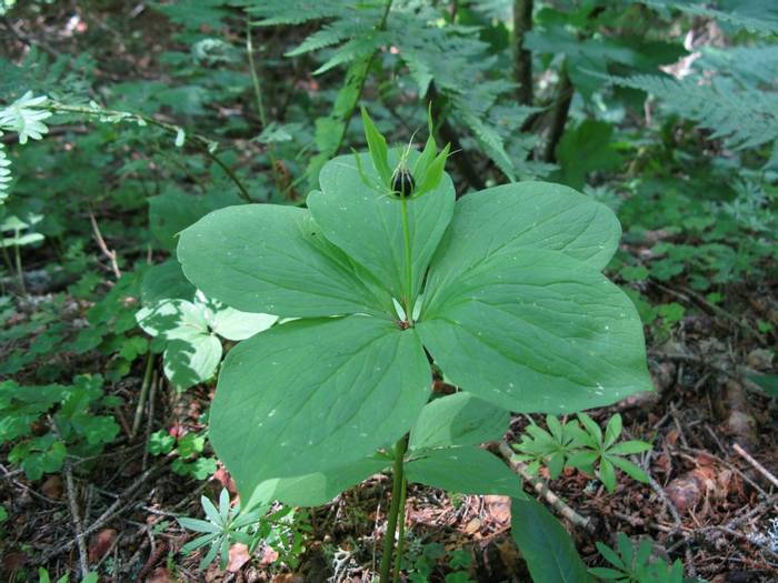 Herb Paris (Paris quadrifolia) (Steph Warburton)