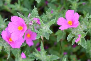 Cistus albidus, Spain shutterstock_1394013461.jpg