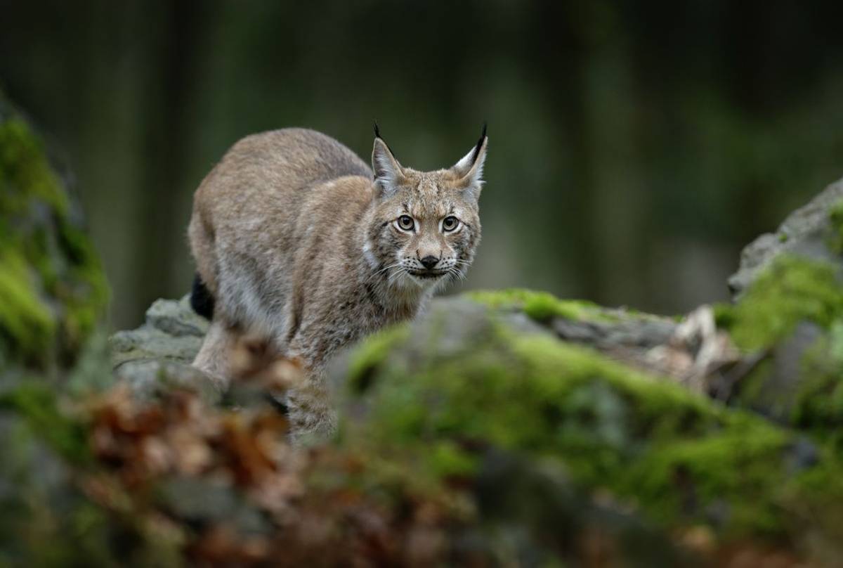 Eurasian Lynx