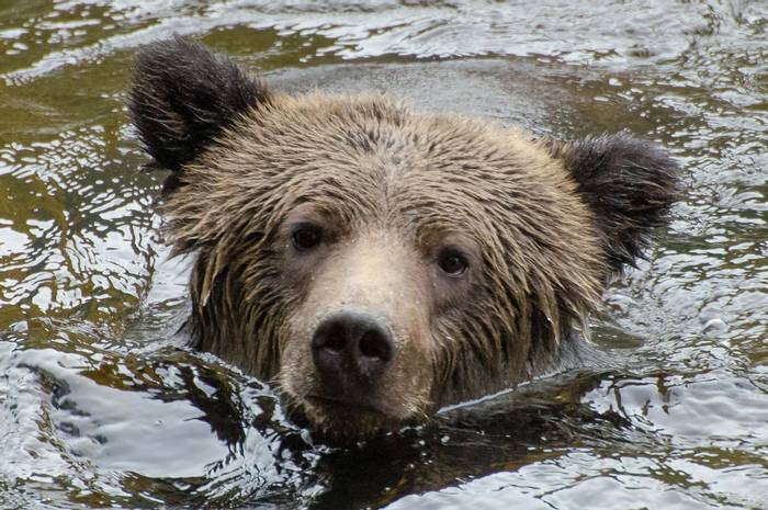 Grizzly Bear (Tim Melling)