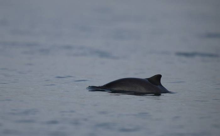 Harbour Porpoise. shutterstock_151616132.jpg