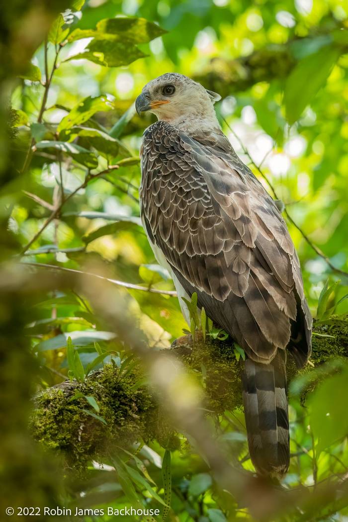 Crowned Eagle © Robin James Backhouse