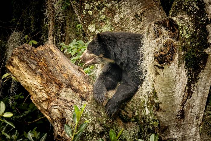 Spectacled Bear © Francisco Muñoz (17).jpg