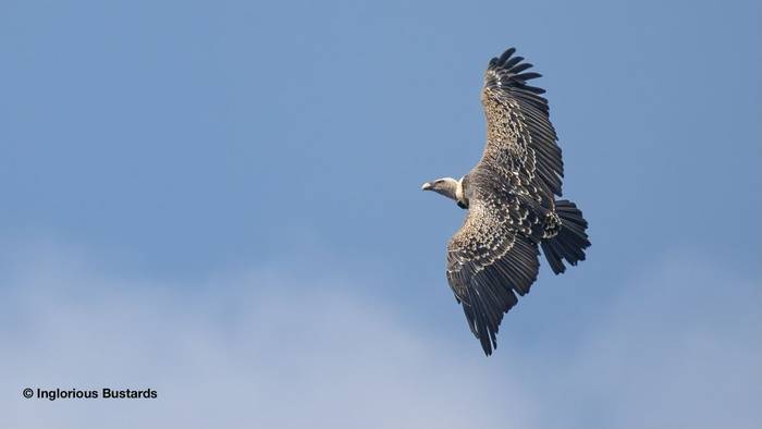 Rüppell´s Vulture.jpg