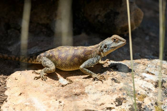 Atlas Agama (Agama bibronii)