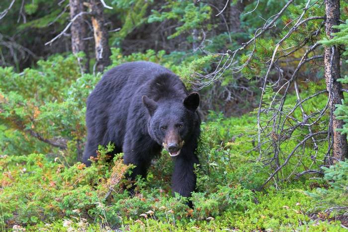 Black Bear, Canada shutterstock_1007384791.jpg