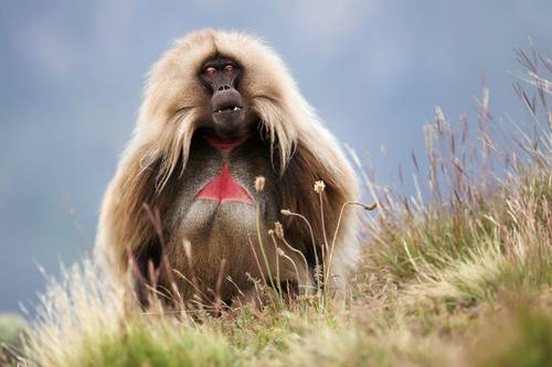 ethiopia-s-endemic-mammals-naturetrek