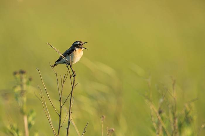 Whinchat Saxicola rubetra, adult male, singing from vegetation in meadow, TiszaalpÃ¡r, Hungary, May