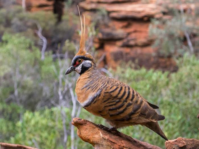 Spinifex pigeon, Australia shutterstock_240094885.jpg