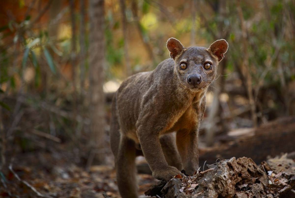 Fosa, Madagascar Shutterstock 169578458