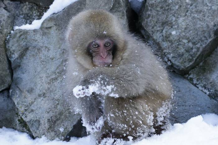 Young Japanese Macaque by Barrie Cooper