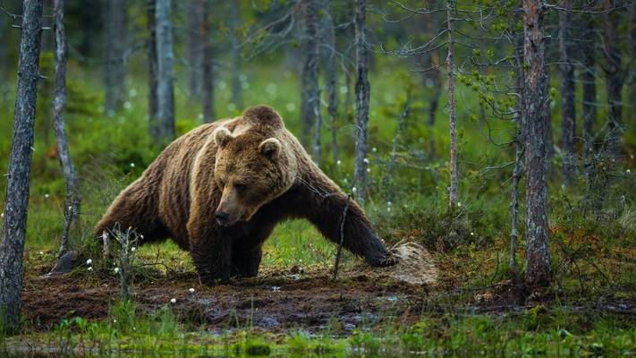 Brown Bear (Will McGugan)