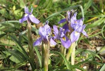 Gynandriris sisyrinchium (Paul Harmes)