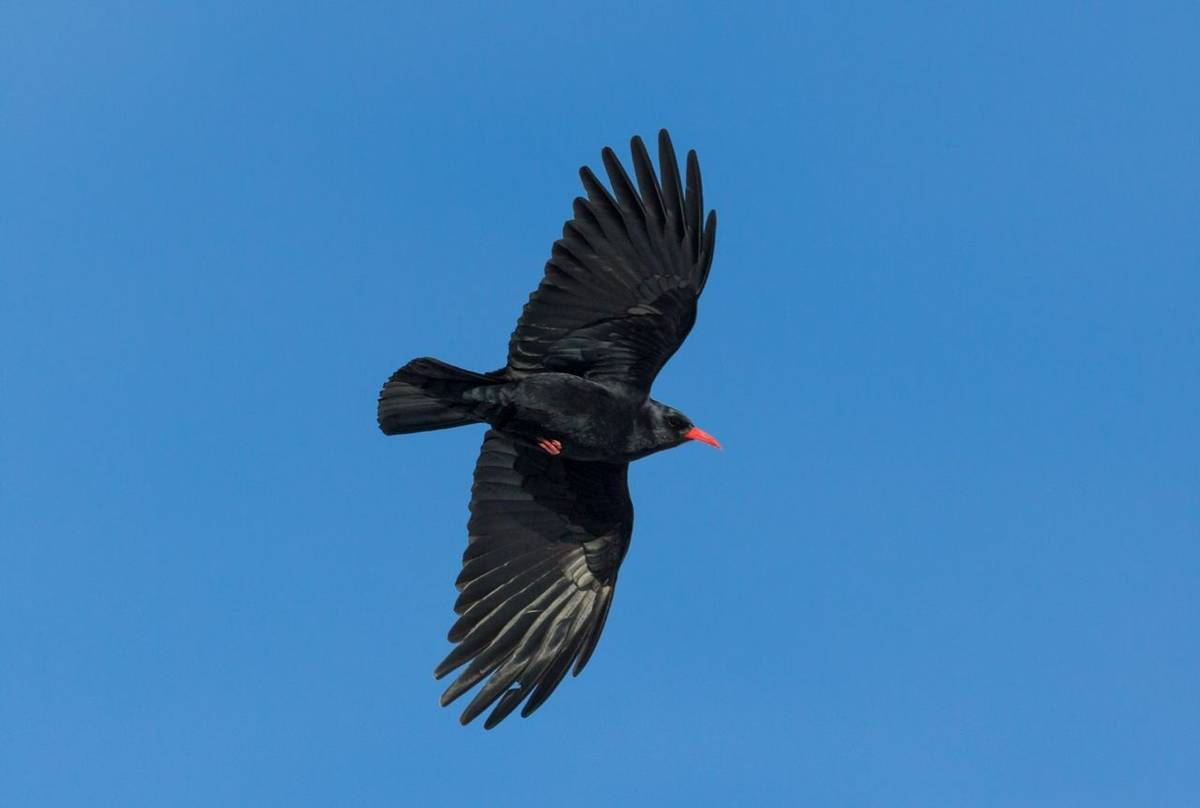 Chough shutterstock_1207545184.jpg