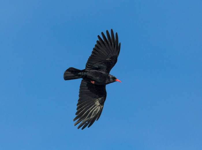 Chough shutterstock_1207545184.jpg