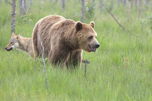 Wolf & Bear (Jan Kelchtermans) Image
