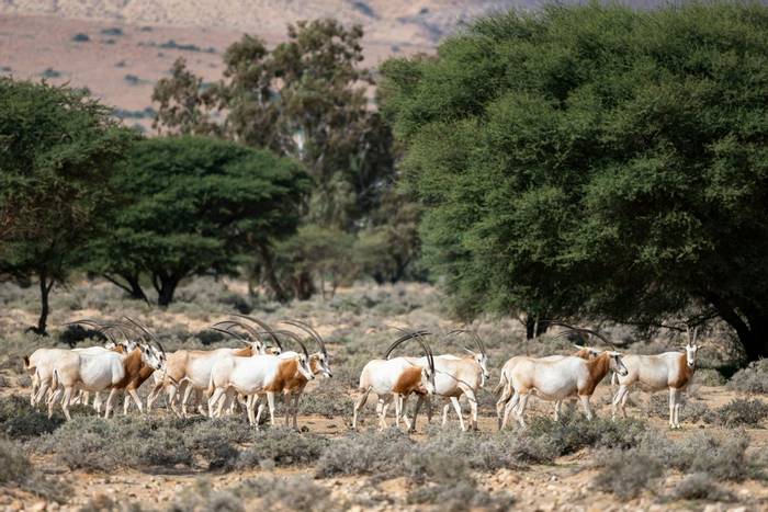 Scimitar-horned Oryx, Bou-Hedma National Park