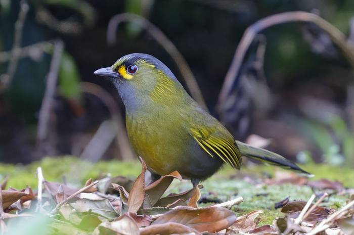 Taiwan Liocichla © participant Alex Kozlenkov, March 2025