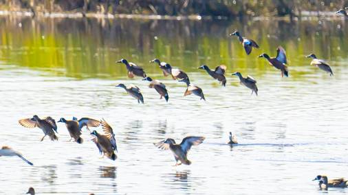 3 Night Guided Birdwatching in the South Downs